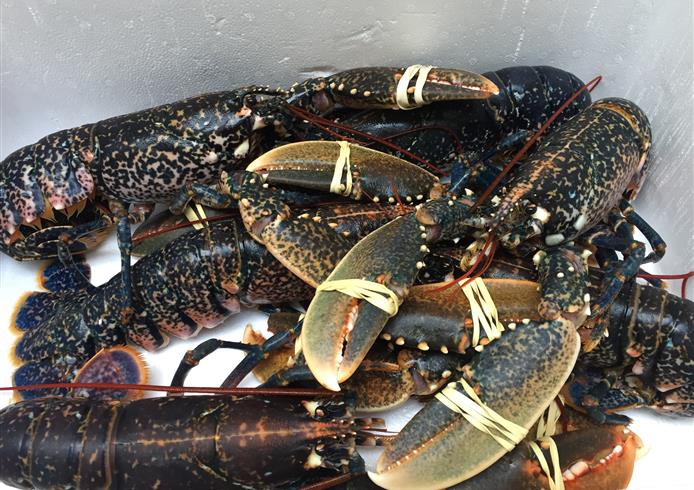 restaurant fruits de mer en normandie - Bellevue Hotel