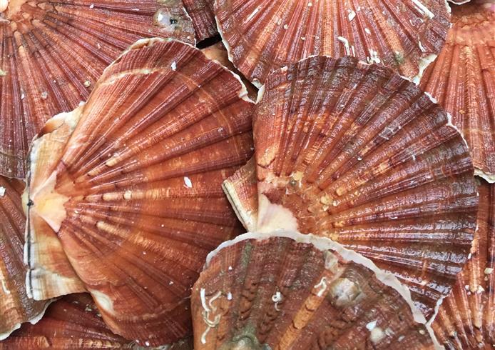 fruits de mer  - Bellevue Hotel