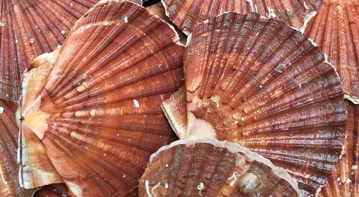 fruits de mer  - Bellevue Hotel