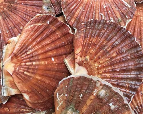 fruits de mer  - Bellevue Hotel