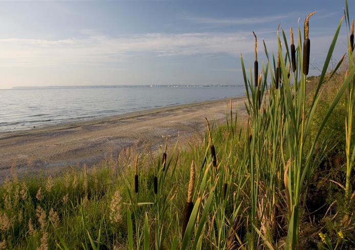 Nature, Flore normande - Bellevue Hotel